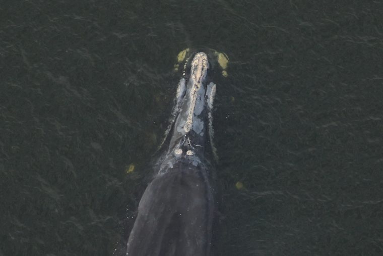 Female right whale in open water