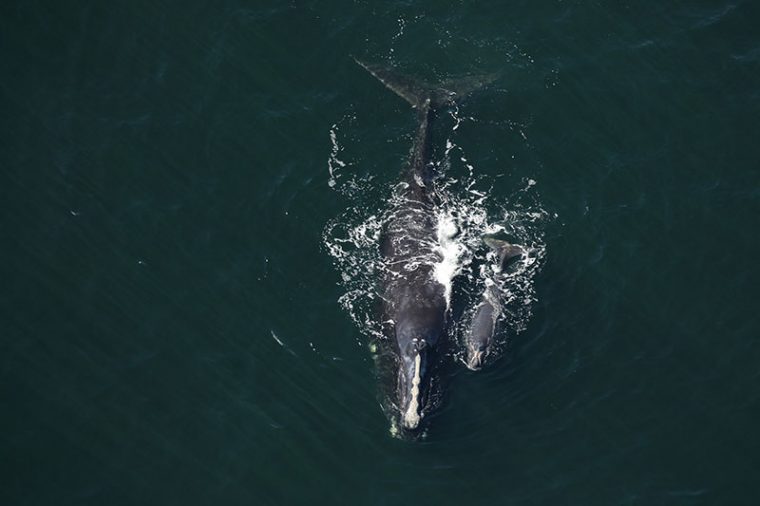Female right whale swimming with calf