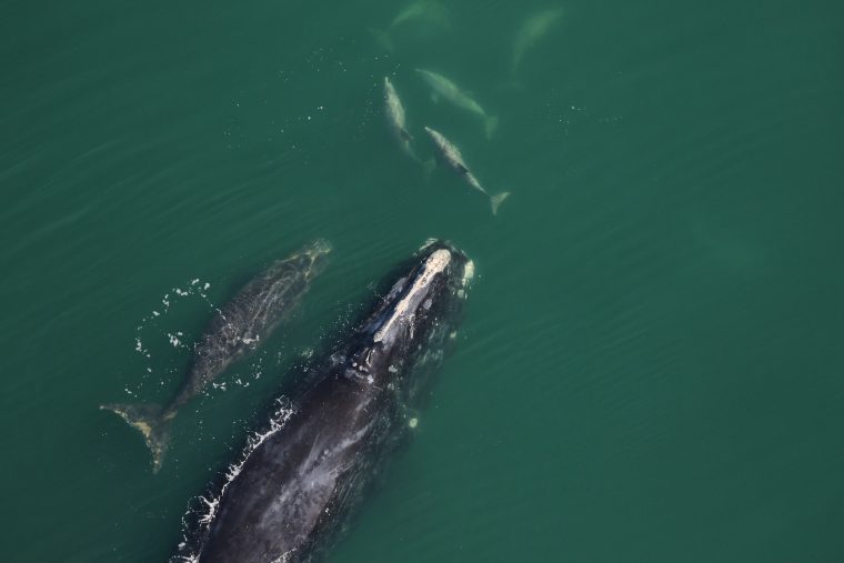Single adult female right whale and calf in open water