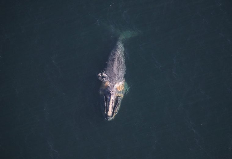 Female right whale in open water