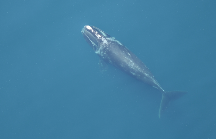 Aerial view of single right whale in open water