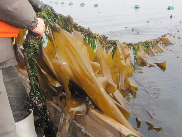 Person dragging kelp out of the open water