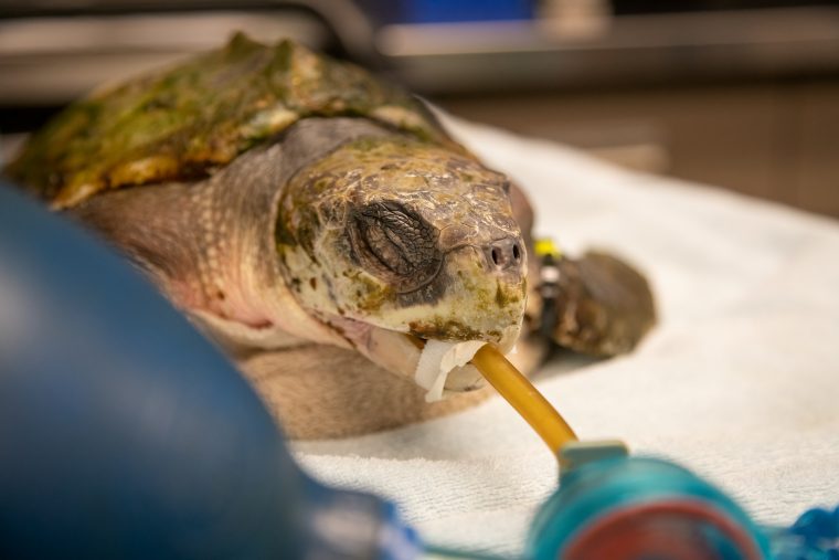 A Kemp’s ridley sea turtle on an exam table