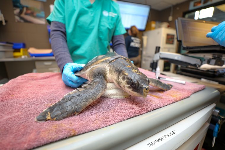 Sea turtle on an examination table