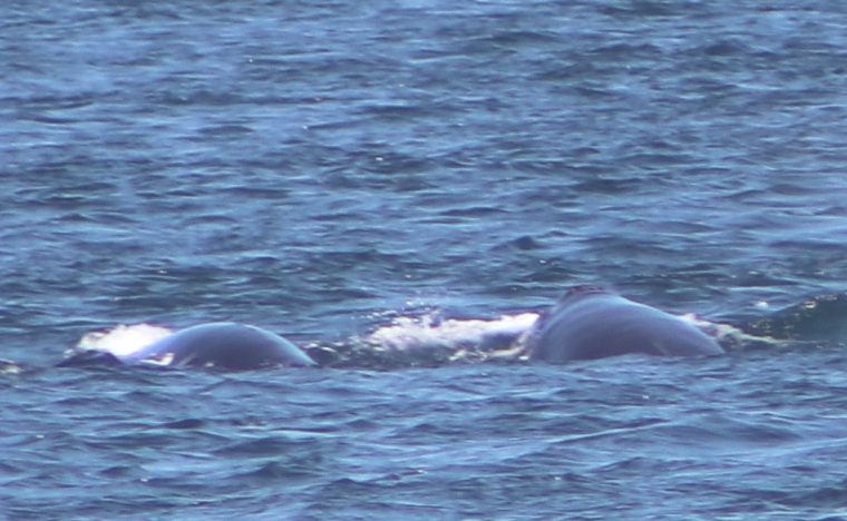 Female right whale and calf in open water