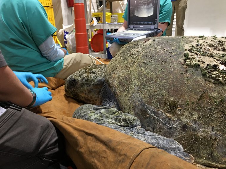 Staff surrounding a loggerhead turtle on an exam table