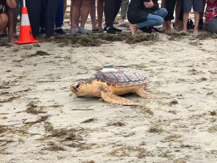 Crowd watching a loggerhead turtle on the beach