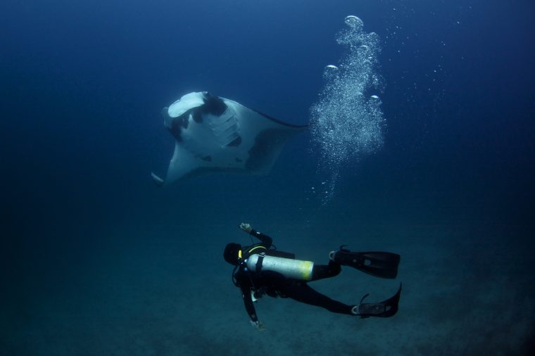 Scuba diver swimming with a manta ray