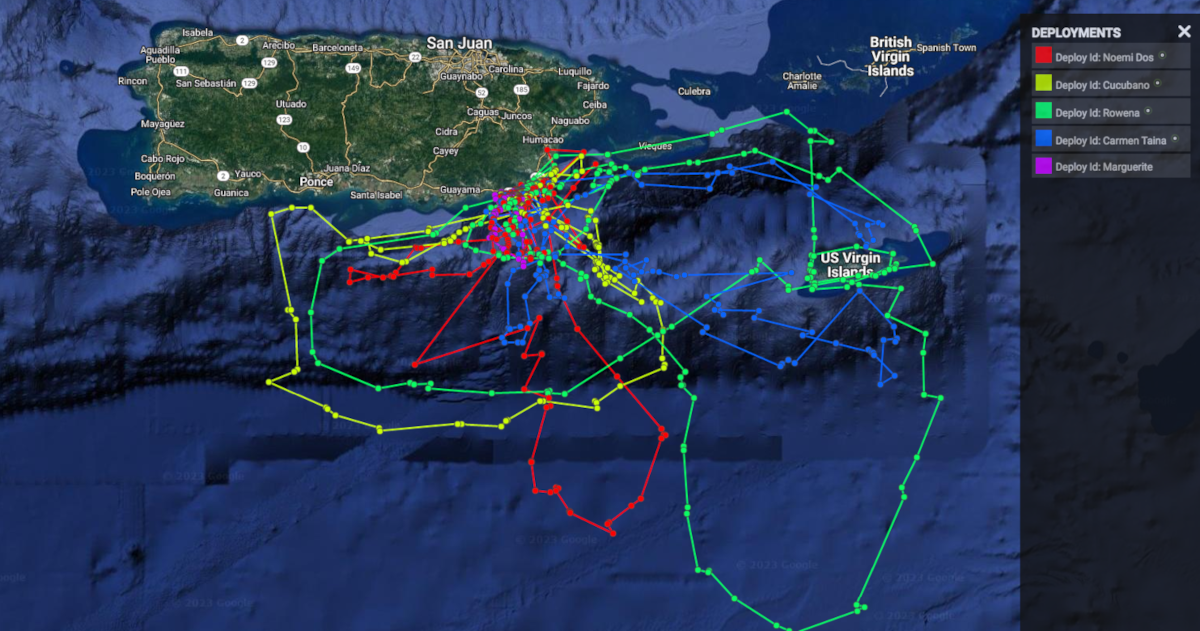 Los datos de las transmisores satelitales muestran los movimientos de las tortugas laúd.