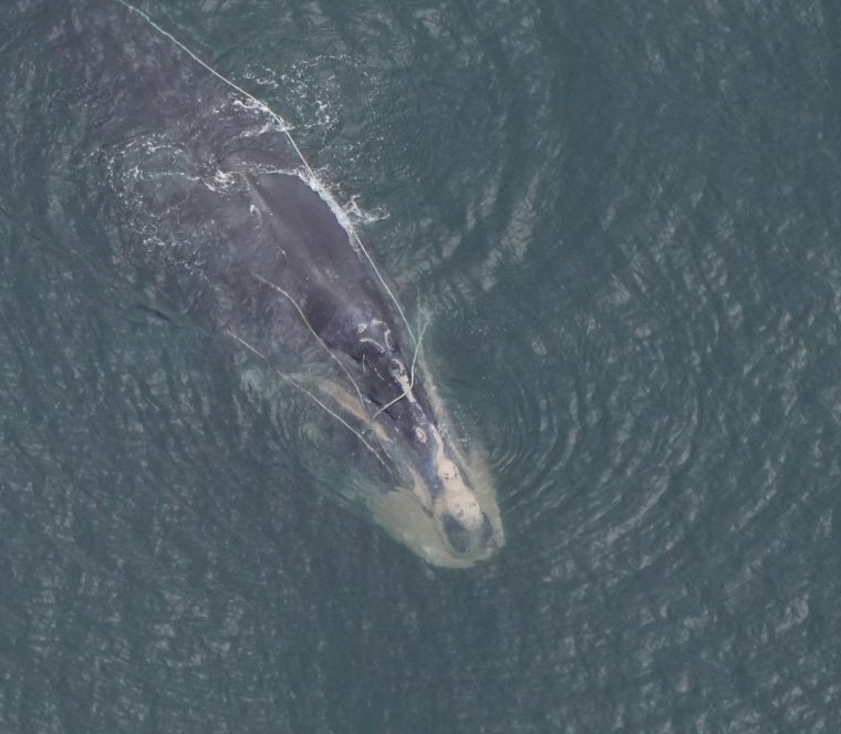 Right whale in open water