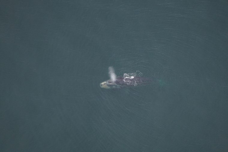 Single female right whale in open water