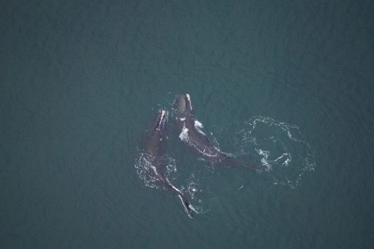 Two right whales in open water