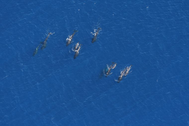 several pilot whales in open water