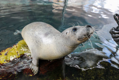 NEAq-Atlantic-harbor-seal