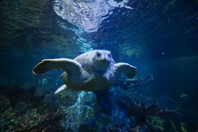 Myrtle green sea turtle