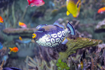 NEAq clown triggerfish