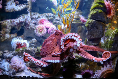 giant pacific octopus