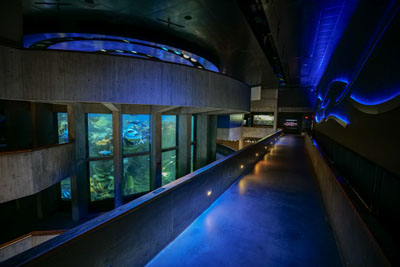 Aquarium interior