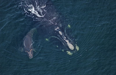 North Atlantic right whale