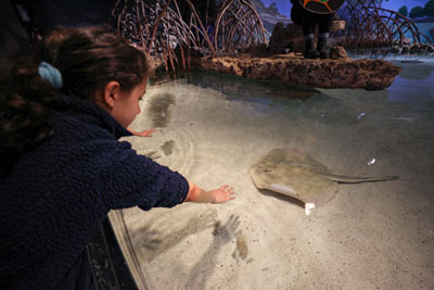 Shark and Ray Touch Tank