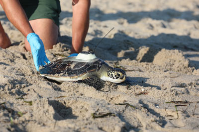 sea turtle release