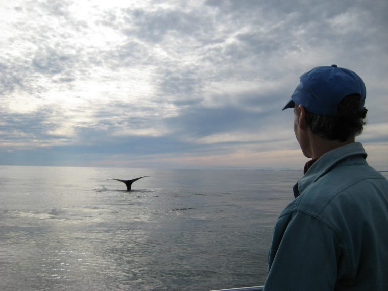 Philip Hamilton watching a whale in open water