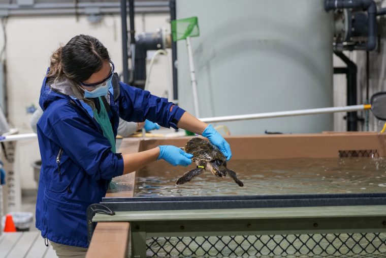 Woman holding a Kemp’s ridley sea turtle in a medical care facility