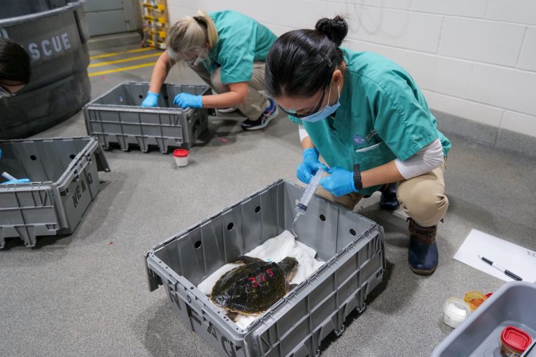 Aquarium staff tending to a sea turtle