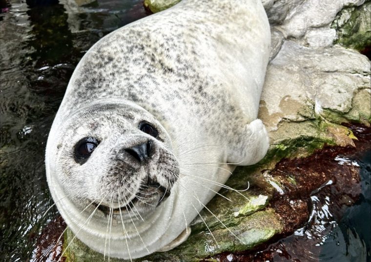Harbor seal laying on rocks