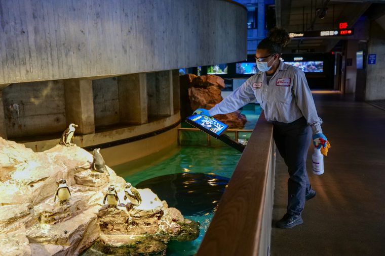 Aquarium staff cleaning a display