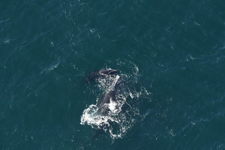 Female right whale with calf in open water