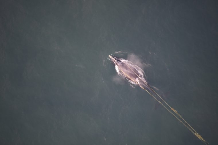 Male right whale in open water