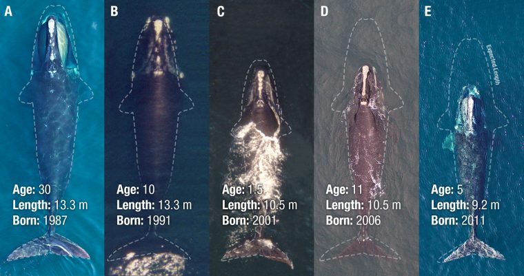 Photographic comparison chart 