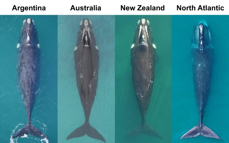 side by side photos of four right whales