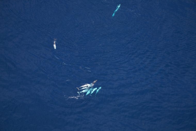 Aerial view of pod of Risso's dolphins