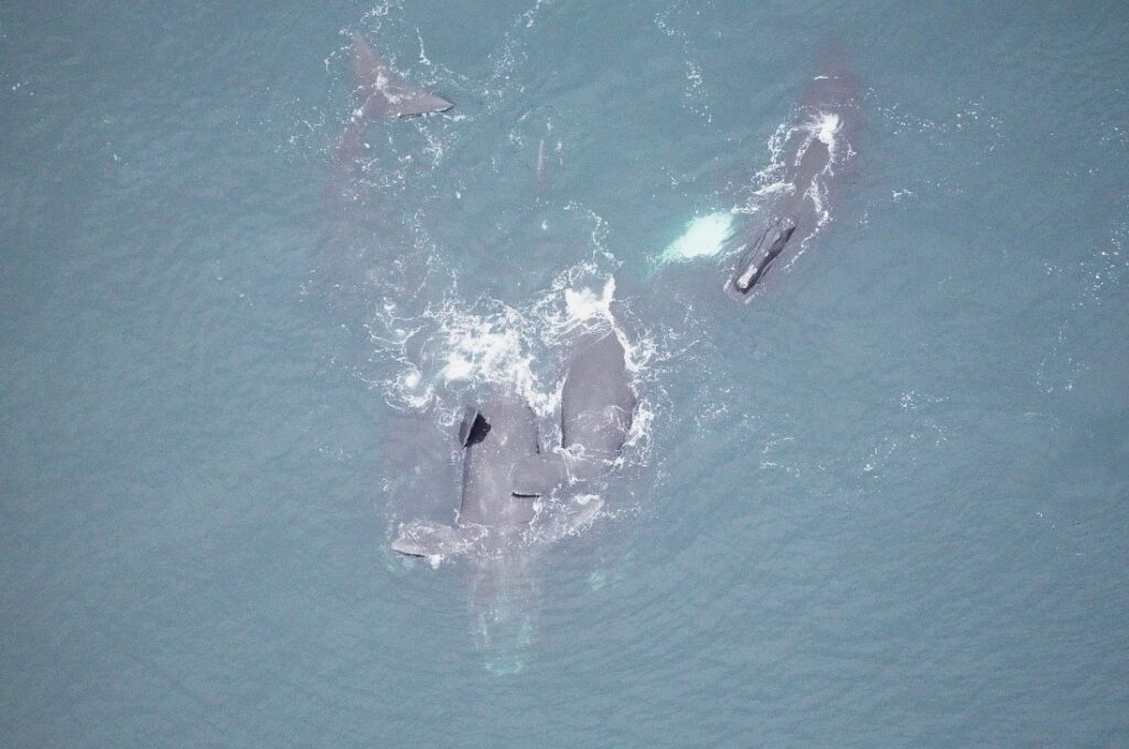 Overhead view of several right whales in open water
