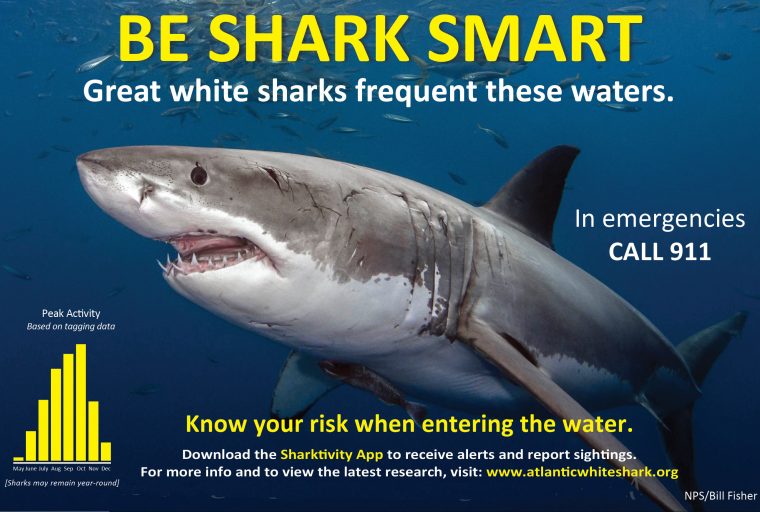 Great white shark with text warning about entering water where sharks live