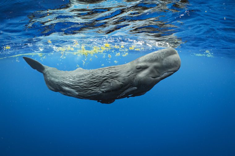 Sperm whale underwater