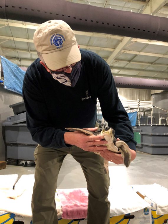 Man holding a Kemp’s ridley sea turtle