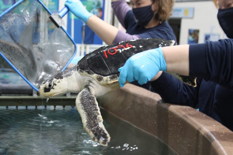 Aquarium staffer holding a turtle over a water tank