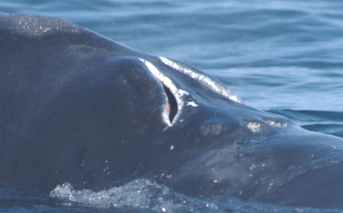 Code: WHBH Description: Blowholes are bright white, not gray or black