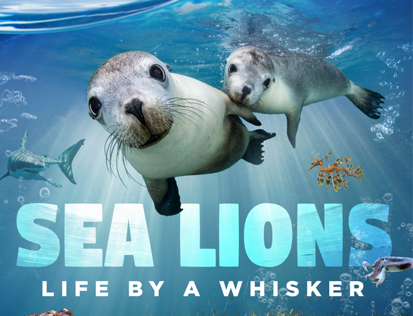 Advertisement for the movie Sea Lions: Life by a Whisker 