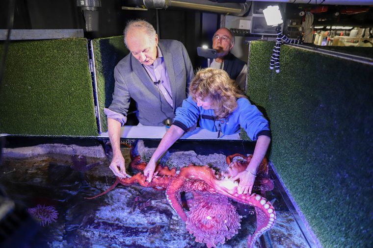 Alan Alda and Sy Montgomery handle an octopus in a touch tank