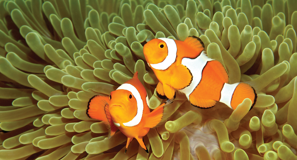 Anemonefish in a sea anemone