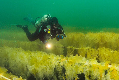 diver swimming over a kelp farm
