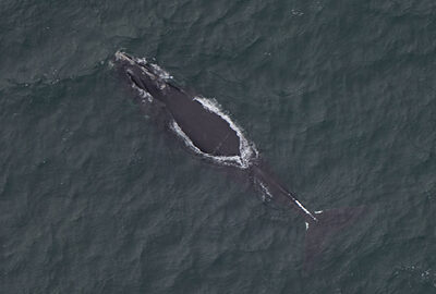 right whale aerial photo