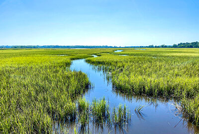 wetlands