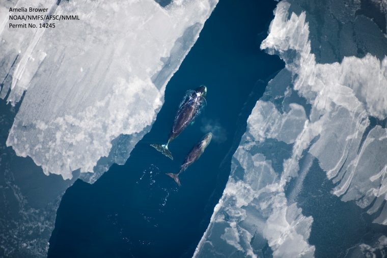 two bowhead whales swimming in the arctic