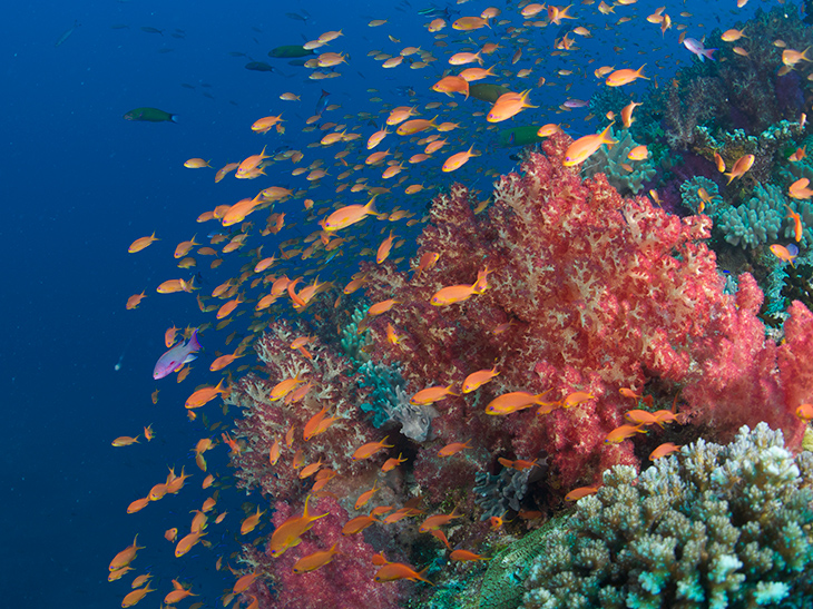 A vibrant coral reef