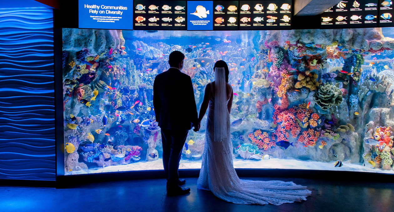 Weddings at the New England Aquarium